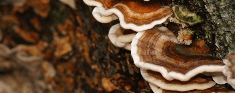 Functional Mushrooms