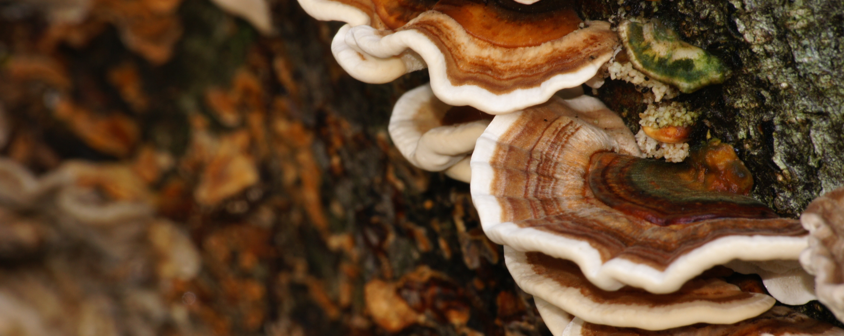 Functional Mushrooms
