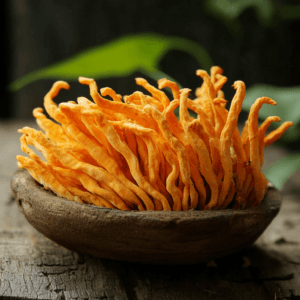 Cordyceps Mushroom