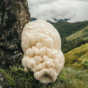 Lions mane Mushroom