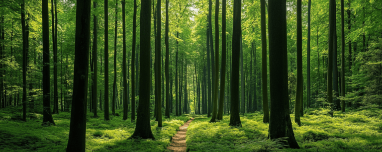 Forest Bathing: Reconnect With Nature