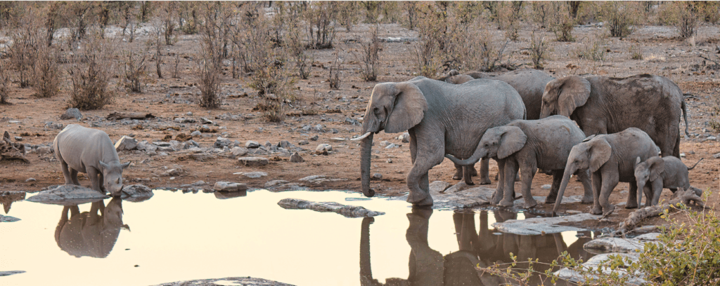 Elephants Drinking at the waterhole