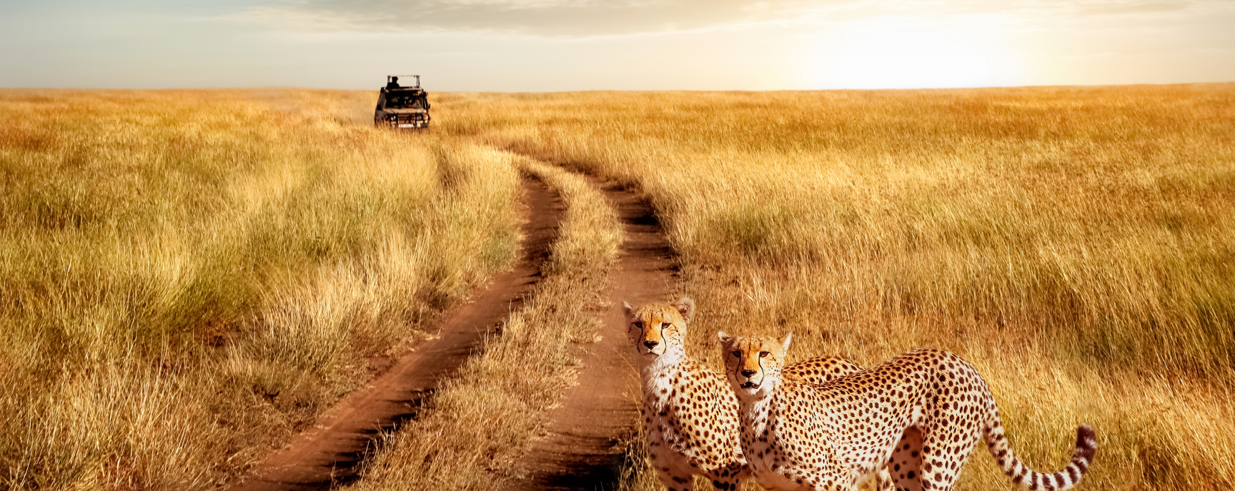 Safari Wellness Retreat
