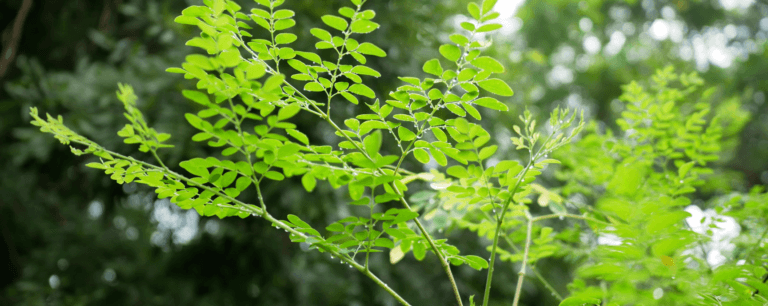 The Miracle Tree: Exploring Moringa’s Extraordinary Health Benefits